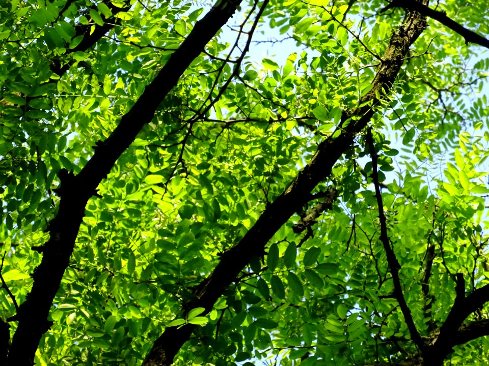 Branches et feuilles du Robinier faux-acacia, Robinia pseu… 