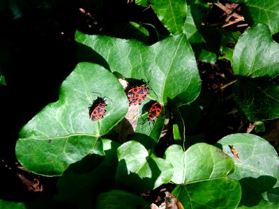 Des gendarmes (Pyrrhocoris apterus, Pyrrhocoridées) sur de… 
