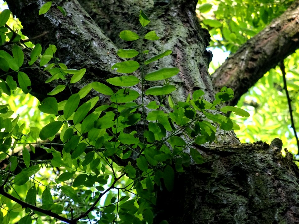 Branches et feuilles du Robinier faux-acacia, Robinia pseu… 