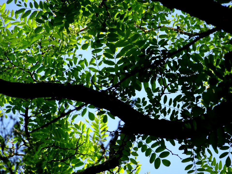 Branches et feuilles du Robinier faux-acacia, Robinia pseu… 