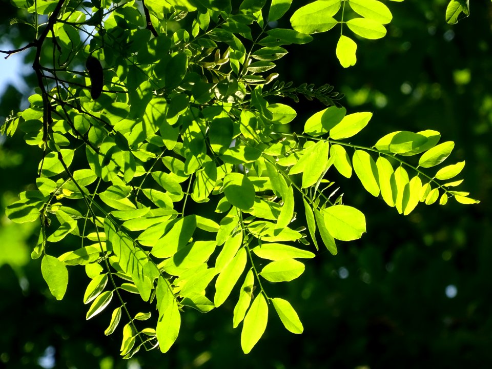 Feuilles de Robinier faux-acacia, Robinia pseudoacacia, Fa… 