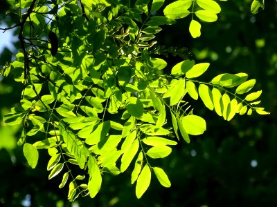 Feuilles de Robinier faux-acacia, Robinia pseudoacacia, Fa… 