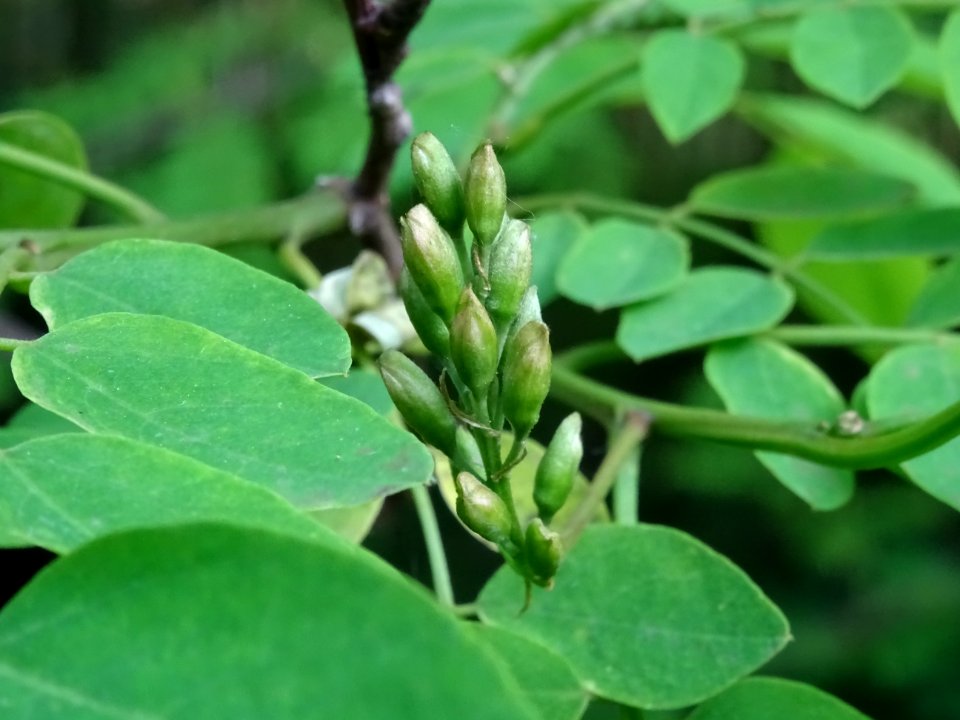 Inflorescence immature de Robinier faux-acacia, Robinia ps… 