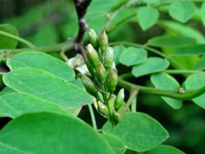 Inflorescence immature de Robinier faux-acacia, Robinia ps… 