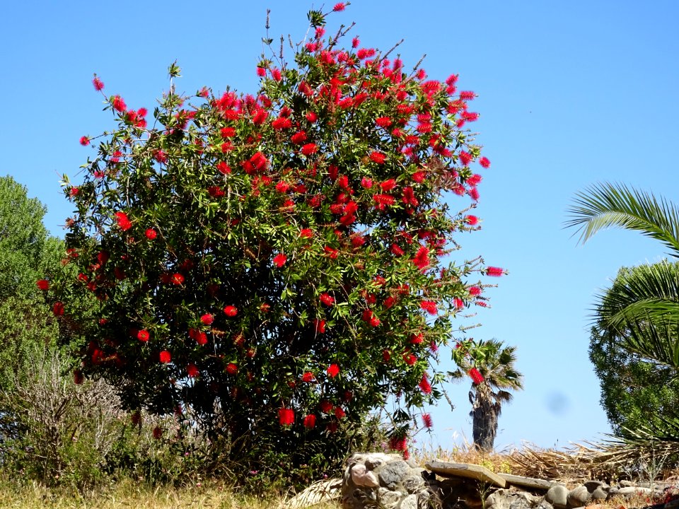 Callistemon ou Rince-bouteille, Callistemon citrinus, Myrt… 