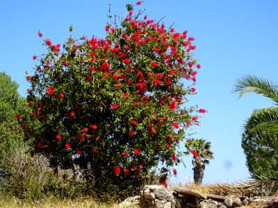 Callistemon ou Rince-bouteille, Callistemon citrinus, Myrt… 