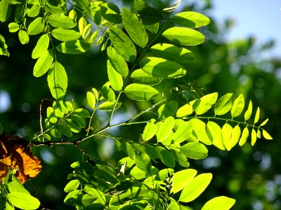 Feuilles de Robinier faux-acacia, Robinia pseudoacacia, Fa… 