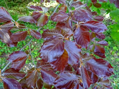 Feuilles du hêtre pourpre, Fagus sylvatica Purpurea, Fagac… 