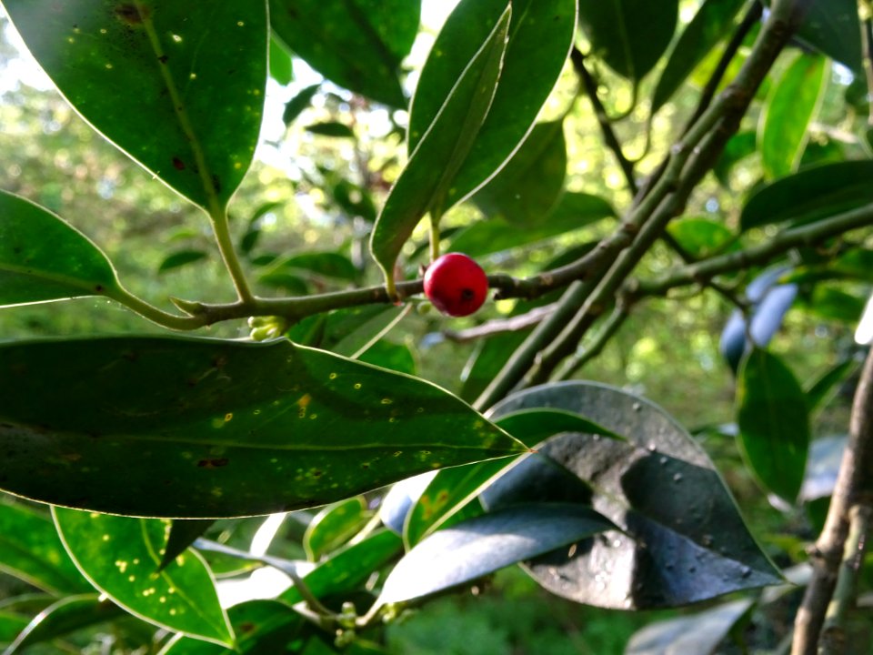 Baie et feuilles de Houx, Ilex aquifolium, Aquifoliacées 