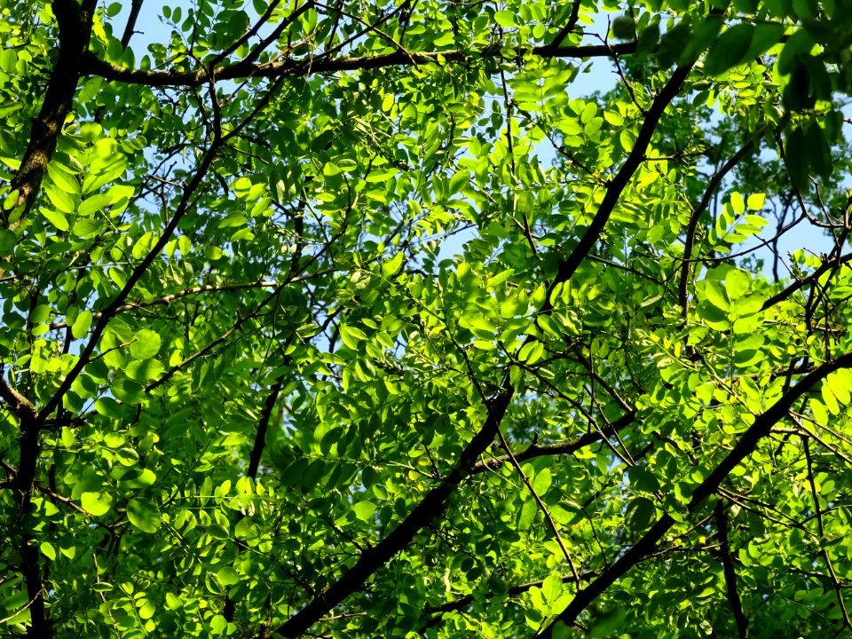 Feuilles de Robinier faux-acacia, Robinia pseudoacacia, Fa… 