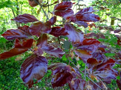 Feuilles du hêtre pourpre, Fagus sylvatica Purpurea, Fagac… 