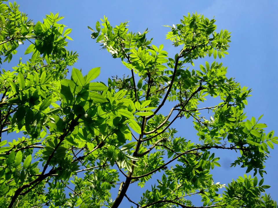 Jeunes feuilles de Frêne élevé, Fraxinus excelsior, Oléacé… 