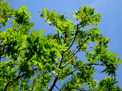 Jeunes feuilles de Frêne élevé, Fraxinus excelsior, Oléacé… 