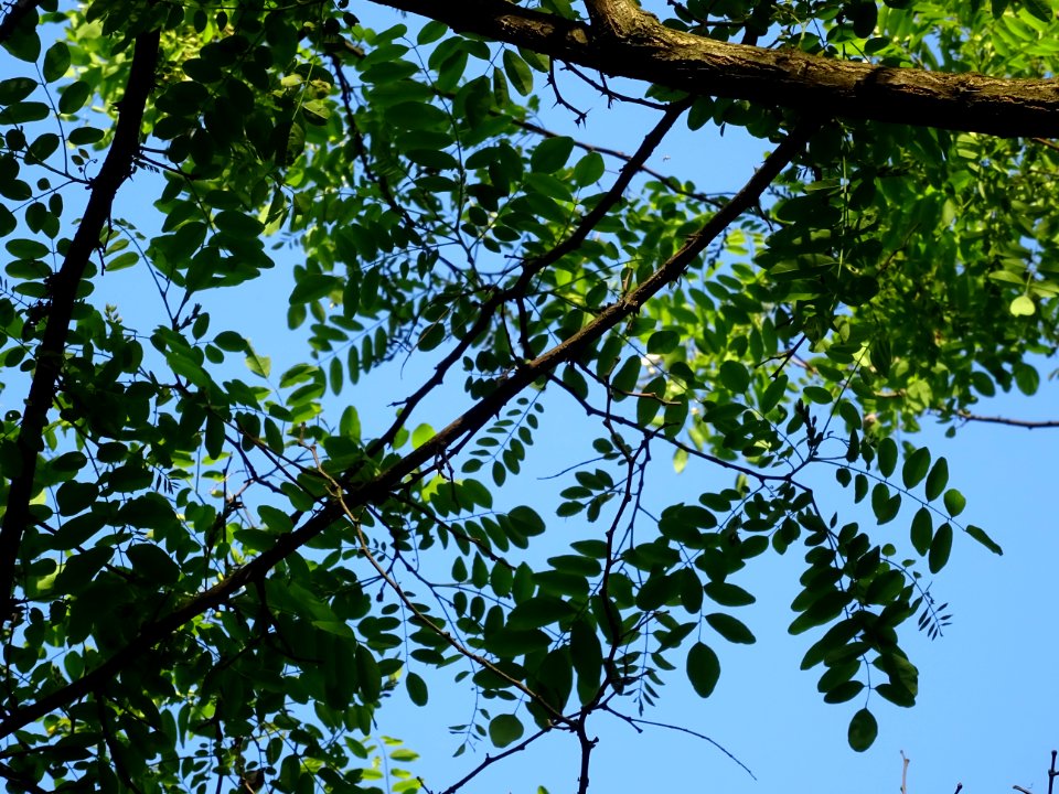 Feuilles de Robinier faux-acacia, Robinia pseudoacacia, Fa… 