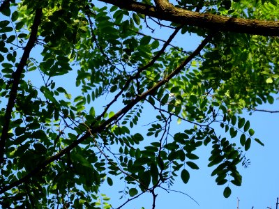 Feuilles de Robinier faux-acacia, Robinia pseudoacacia, Fa… 