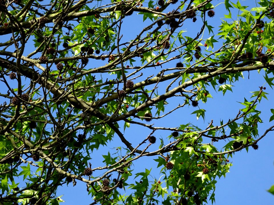 Feuilles et fleurs en capitule sphérique, Copalme d'Amériq… 