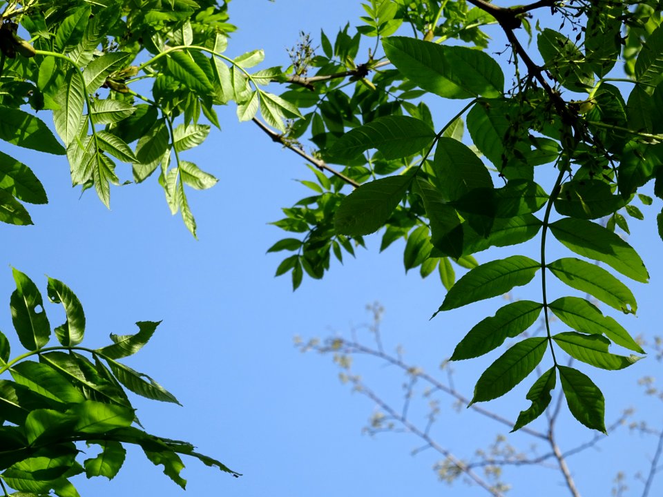 Jeunes feuilles de Frêne élevé, Fraxinus excelsior, Oléacé… 