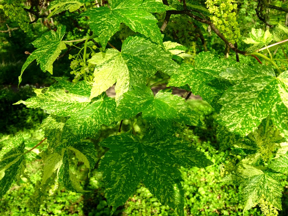 Feuilles et grappes de fleurs de l'Erable sycomore à feuil… 