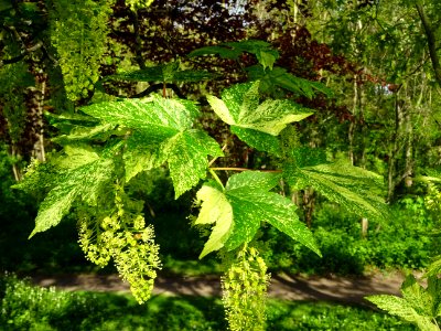 Feuilles et grappes de fleurs de l'Erable sycomore à feuil… 