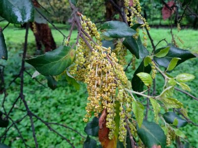 Feuilles et châtons de fleurs mâles du Chêne-liège, Quercu… 