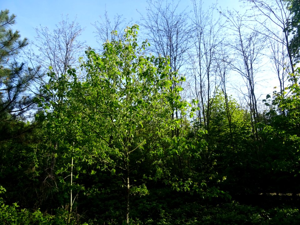 Alisier torminal, Sorbus torminalis, Rosacées 