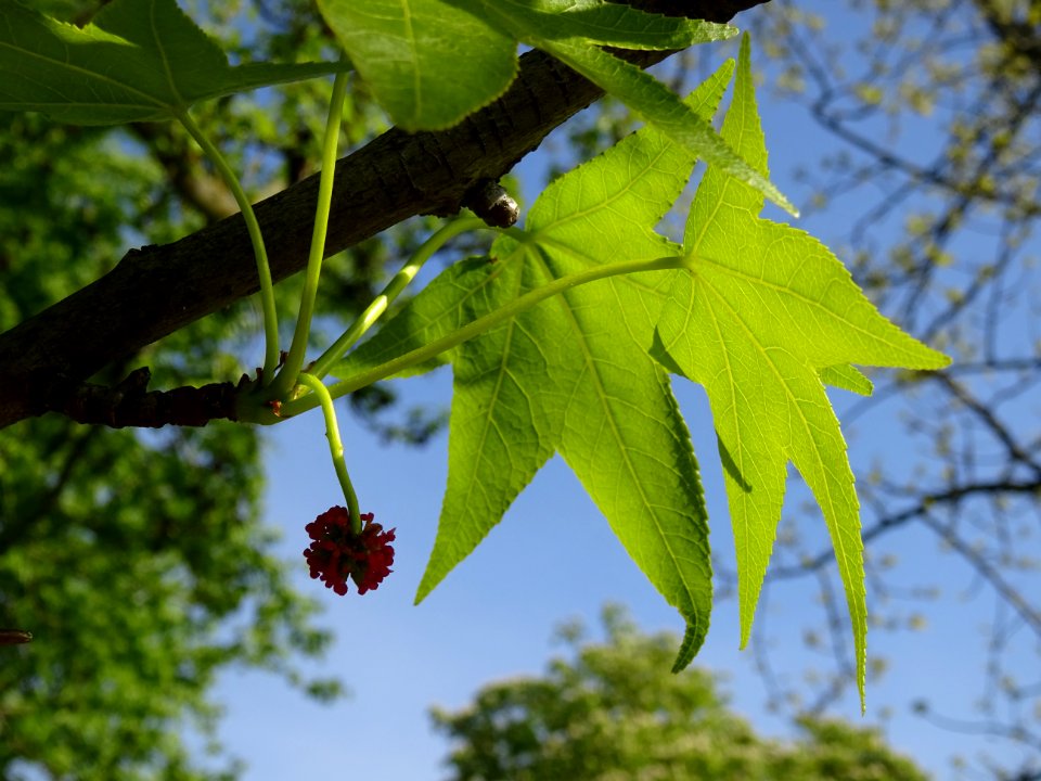 Feuilles et fleurs en capitule sphérique, Copalme d'Amériq… 