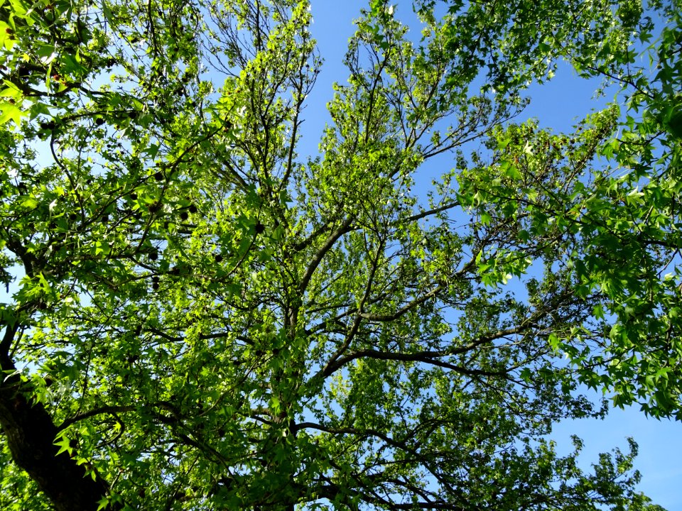 Feuilles et fleurs en capitule sphérique, Copalme d'Amériq… 