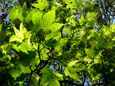 Feuilles et grappes de fleurs de l'Erable sycomore à feuil… 