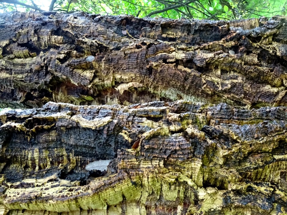 Ecorce du Chêne-liège, Quercus suber, Fagacées 