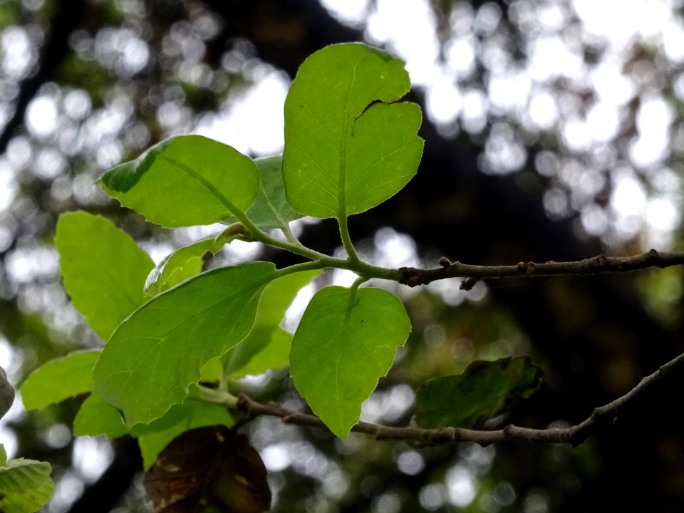 Jeunes feuilles du Chêne-liège, Quercus suber, Fagacées 