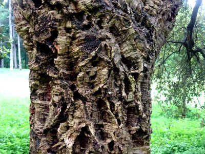 Ecorce du Chêne-liège, Quercus suber, Fagacées 