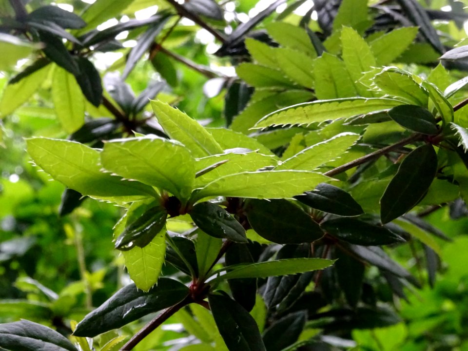 Epine-vinette de Juliana, Berberis julianae, Berbéridacées… 