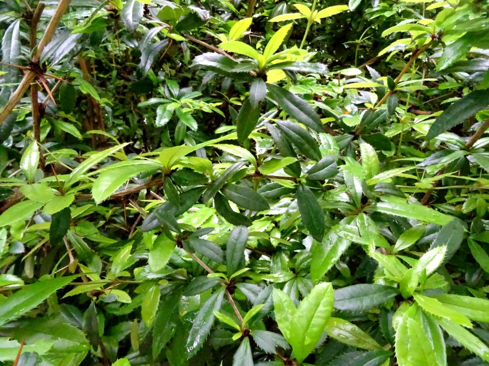 Epine-vinette de Juliana, Berberis julianae, Berbéridacées… 