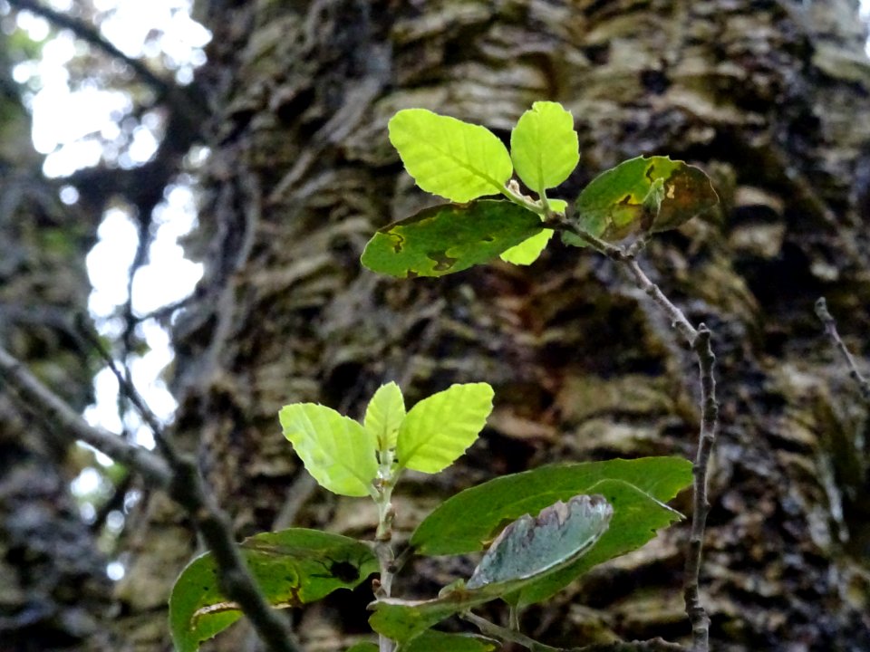 Feuilles du Chêne-liège, Quercus suber, Fagacées 