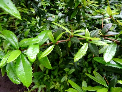 Epine-vinette de Juliana, Berberis julianae, Berbéridacées… 
