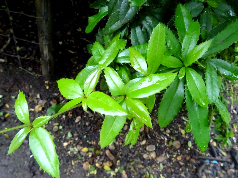 Epine-vinette de Juliana, Berberis julianae, Berbéridacées… 