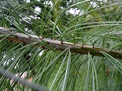 Aiguilles pendantes du Pin pleureur de l'Himalaya, Pinus w… 