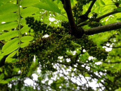 Fleurs du Févier d'Amérique doré, Gleditsia triacanthos Su… 