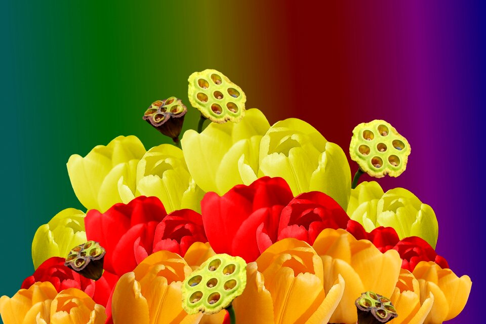 Tulips colorful flower