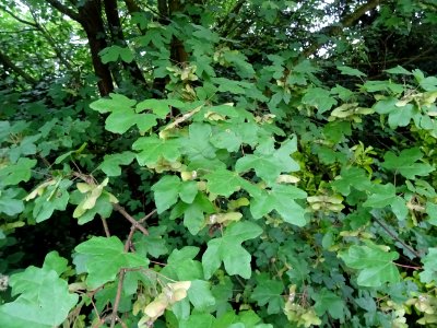 Feuilles et disamares de l'Erable champêtre, Acer campestr… 