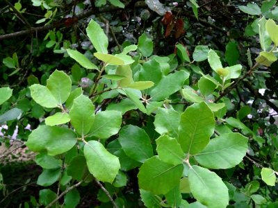 Jeunes feuilles de Chêne vert, Quercus ilex, Fagacées 