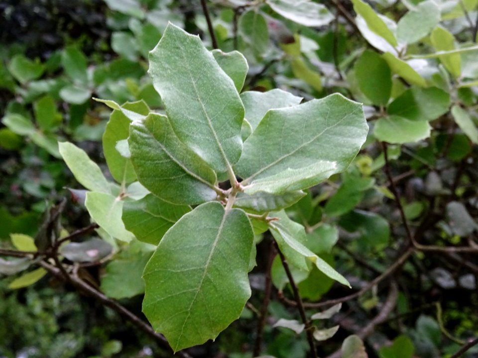 Jeunes feuilles de Chêne vert, Quercus ilex, Fagacées 