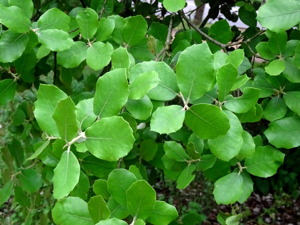 Jeunes feuilles de Chêne vert, Quercus ilex, Fagacées 