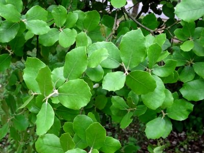 Jeunes feuilles de Chêne vert, Quercus ilex, Fagacées 