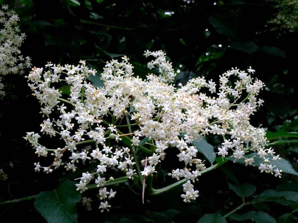 Fleurs du Sureau noir, Sambucus nigra, Caprifoliacées 