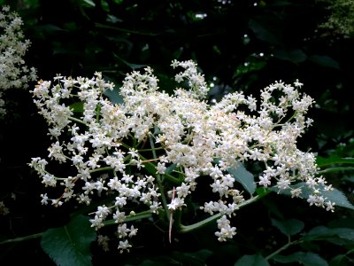 Fleurs du Sureau noir, Sambucus nigra, Caprifoliacées 