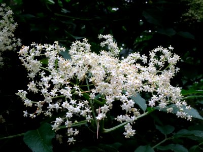 Fleurs du Sureau noir, Sambucus nigra, Caprifoliacées photo