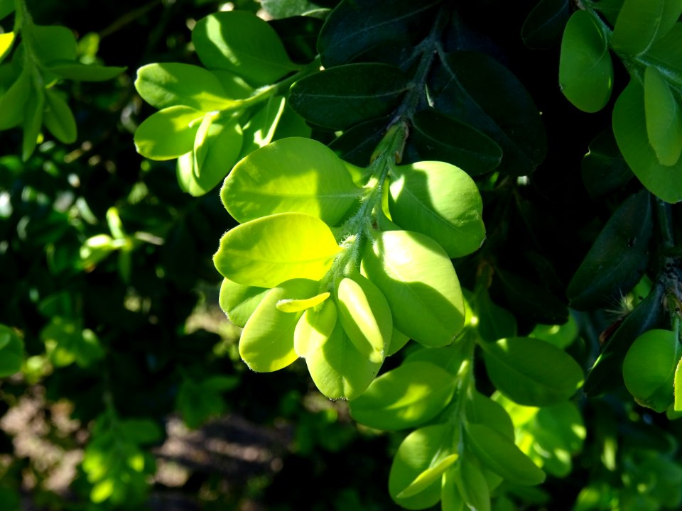 Buis, Buxus, Buxacées 