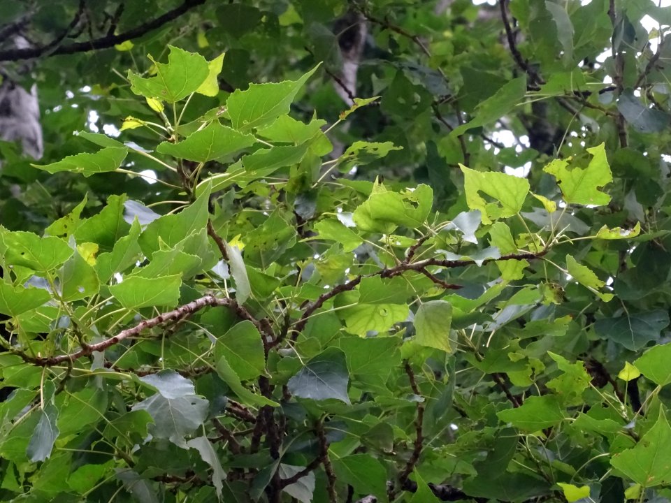 Feuilles du Peuplier noir, Populus nigra, Salicacées 