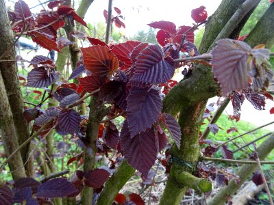 Feuilles de noisetier pourpre, Corylus maxima purpurea, Bé… 